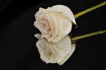 A white rose kept against a mirror on a plain black background