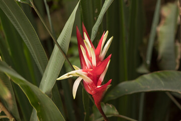 red and yellow flower