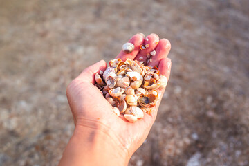 Female hand holding a lot of shells on a beach background