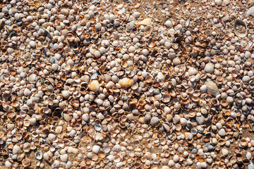 Seashells background, many small beautiful seashells. Top view, flat lay