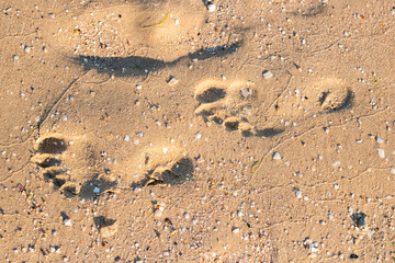 Footprint on a sandy beach on a sunny day. Top view, flat lay