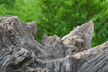 An old huge stump on a blurry background of green nature close-up. Pedestal, platform for products, cosmetics, perfume