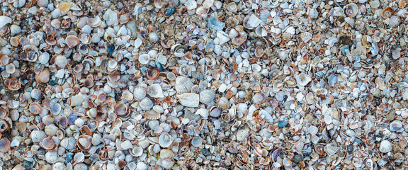 Seashells background, many small beautiful seashells. Top view, flat lay. Banner