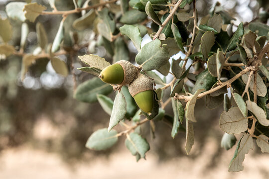 eicheln der steineiche in spanien 