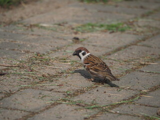 Tree sparrow with warm in mouth