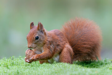 Eurasian red squirrel (Sciurus vulgaris) eating a walnut in the forest of Noord Brabant in the Netherlands. Front view.                                                           