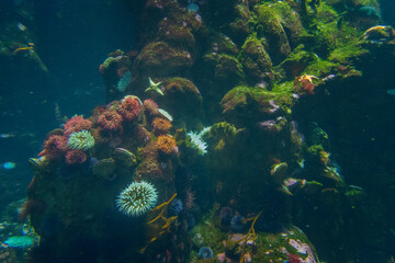 Naklejka na ściany i meble Reef in Salt Water Aquarium