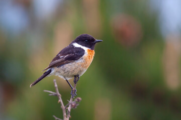 European stonechat (Saxicola rubicola) perched in a branch with strong background blur