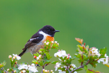 Saxicola rubicola, sitting on flowers, male, beautiful colors