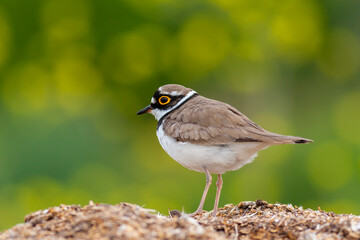 Charadrius dubius (little-ringed plover) posting in nature of Turkey