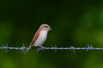 a female red-backed shrike standing on a bush looking right