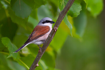 Male of Red-backed shrike. Lanius collurio