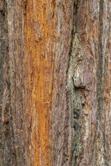 Redwood Tree Bark