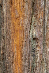 Obraz premium Redwood Tree Bark