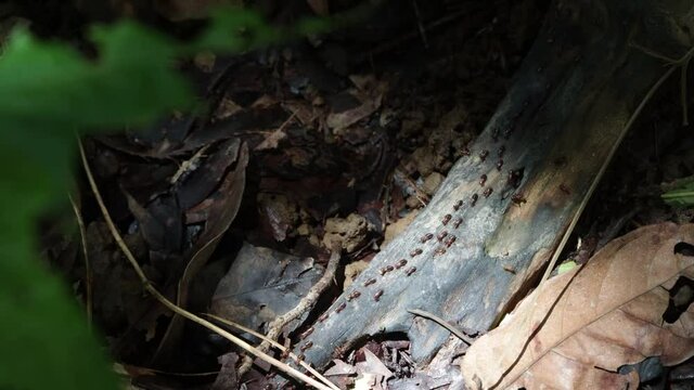 Line Of Ants Walks Over Tree.