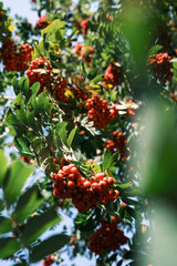 Bright rowan berry. Rowan branch. Red-orange rowan berries. Rowan in the park. Rowan tree in autumn.