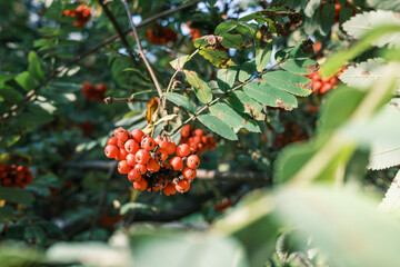 Bright rowan berry. Rowan branch. Red-orange rowan berries. Rowan in the park. Rowan tree in autumn.