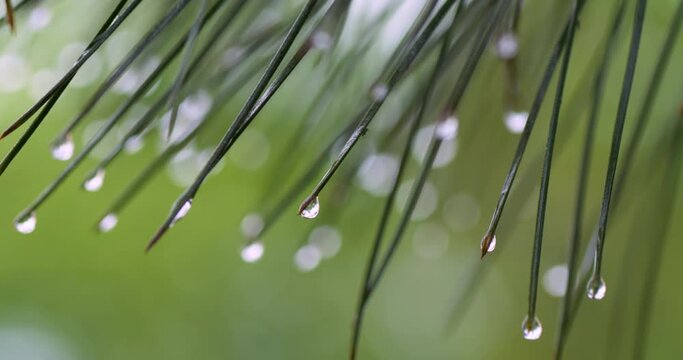 Close-up of green pine needles covered with rain droplets. Summer background, UHD, 4K