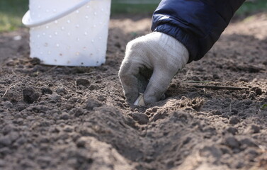 Planting winter garlic in September