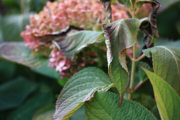 Hydrangea leaves after the first night frost in September