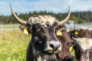 Portrait of a domesticated yak on a pasture. A Yak on a cow paddock, environmental husbandry