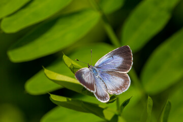blue butterfly perched on symmetrical leaves, Celastrina argiolus	