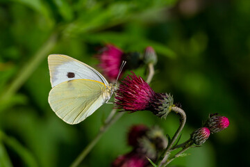 Great White angel butterfly, Pieris brassicae feeding on the plant