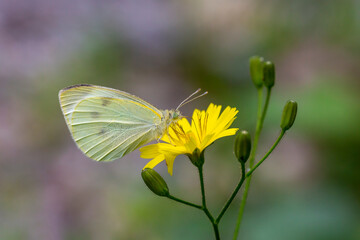Pieris brassicae, great white angel feeding on yellow flowers
