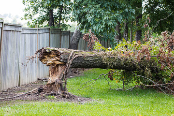 Elm tree that was fell during storm - hurricane high winds