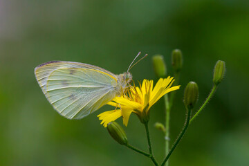 Pieris brassicae, great white angel feeding on yellow flowers