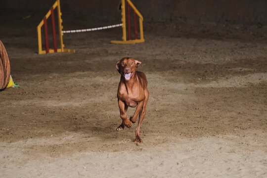 Agility competitions, sports with dog to improve contact with owner. Hungarian red colored vizsla quickly runs forward with crazy funny face.