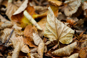 Dry leaves on the ground in a beautiful autumn forest. autumn background, fallen leaves in a forest or park. Grove. walk in the fresh air. selective soft focus. autumn colors, beautiful season