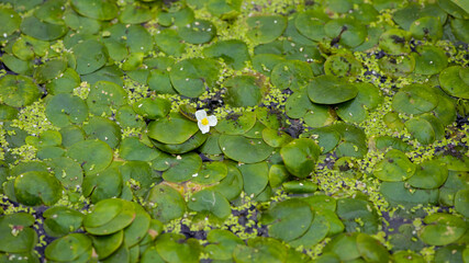 Hydrocharis morsus-ranae. A Tiny White Flower on Water Surface with Green Leaves. in the lake,...
