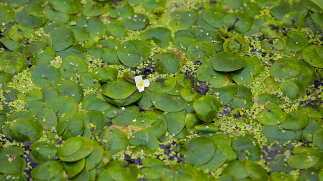 Hydrocharis morsus-ranae. A Tiny White Flower on Water Surface with Green Leaves. in the lake, river or swamp, nature photo, close-up. Lemna and round leaves, natural background