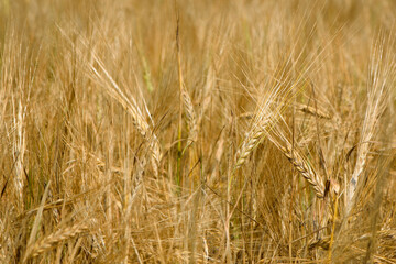 golden spikelets of wheat in the field. Ripe large golden ears of wheat against the yellow background of the field. Close-up, nature. The idea of a rich summer harvest, farming, agricultural industry