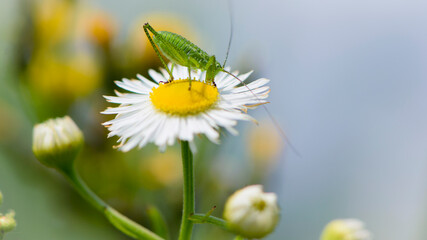 green grasshopper. locust sits on a white flower of a field chamomile. big cricket on a meadow flower, on a green blurred background. macro photo of nature. close-up portrait of an insect. field pest