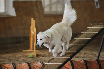 Light golden retriever with long fluffy tail runs along boom training shell. Agility competitions,...