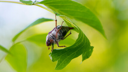 Melolontha. Cockchafer Melolontha Scarabaeidae, crawling on green leaves in natural environment. insect in the wild. garden pest. May beetle sits on leaves. Chafer eating leaf, macro nature