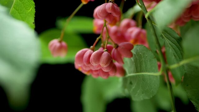 Red euonymus on a black background, beautiful red berry