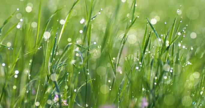 Foreground dew drops on the long green grass in panorama motion. Summer background, UHD, 4K