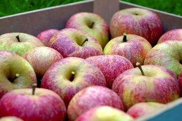 Harvested apples in a box, harvest, fruit growing, apple growing, agriculture, nutrition, organic, cultivation