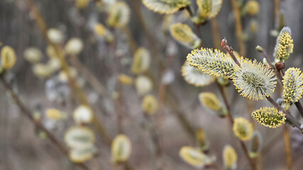 Fototapeta premium Willow branches with fluffy yellow buds bloominng in spring natural or easter background
