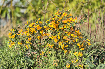 Beautiful closeup view of spring orange Darwin’s barberry (Berberis darwinii) flowers growing on university campus, Dublin, Ireland. Soft and selective focus