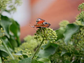 peacock butterfly