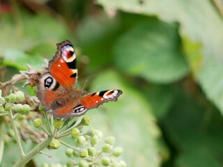 Fototapeta na wymiar peacock butterfly 