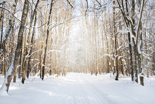 Sunny day in winter forest among snow covered trees and ski trails
