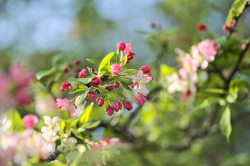 Beautiful closeup bright view of white and pink spring crab apple (Malus Sylvestris) blossoms. Flowering tree growing university campus, Belfield, Dublin, Ireland. Soft and selective focus
