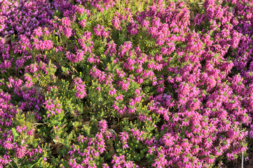 Beautiful spring background of mediterranean pink heath flowers (Erica Arborea) with green needle-like foliage growing and blooming on university campus, Dublin, Ireland - obrazy, fototapety, plakaty