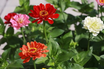 red pink orange white zinnia flowers