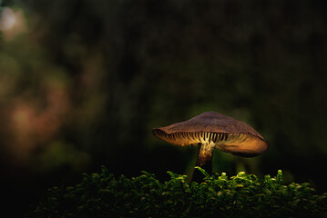 Obraz premium Creatively lit mushroom growing in moss